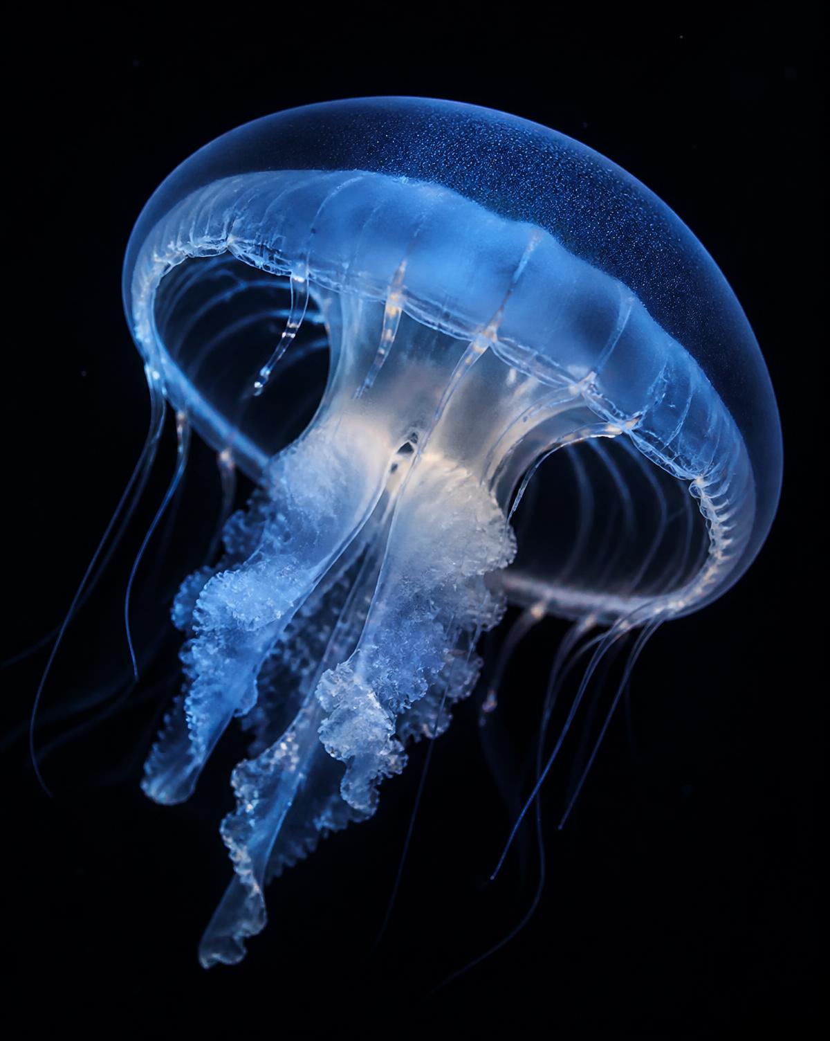 Translucent blue jellyfish drifting against a black deep-water background