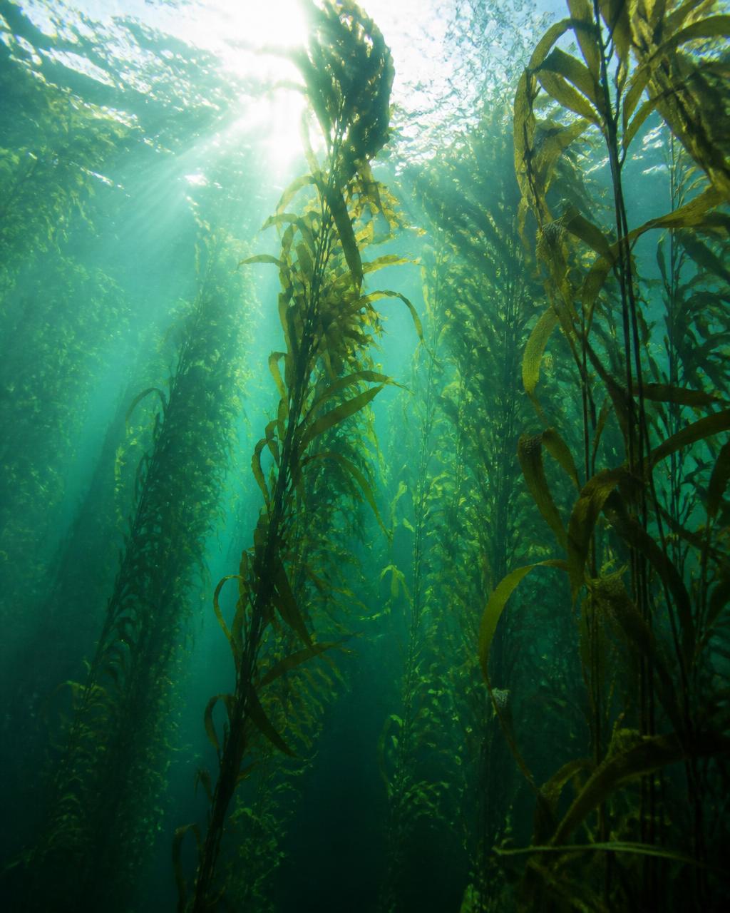 Underwater sunlight streaming through tall giant kelp fronds toward the surface