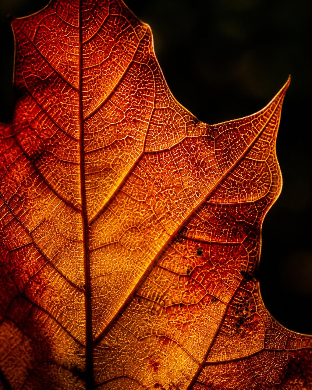 Backlit autumn leaf revealing intricate branching vein network in glowing red and gold