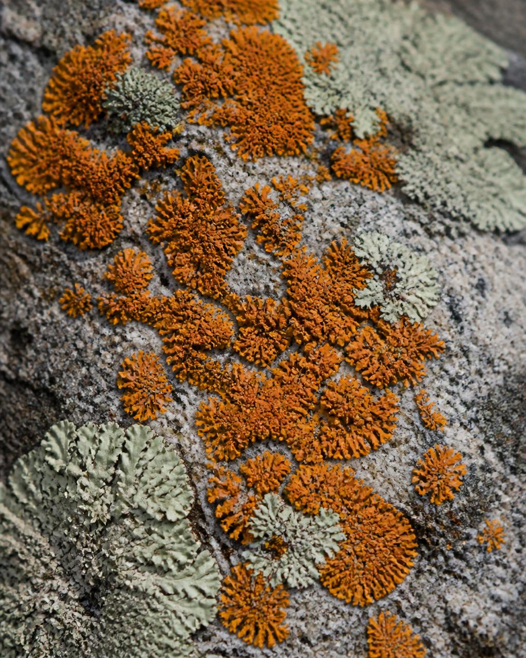Close-up of orange and pale green lichen colonies growing on grey granite rock