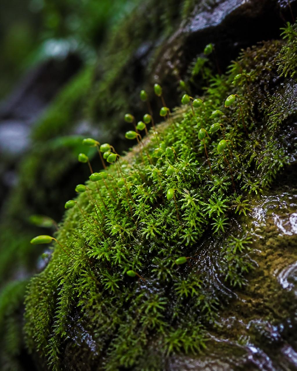 Close-up of lush green moss with tiny spore capsules growing on wet shaded stone