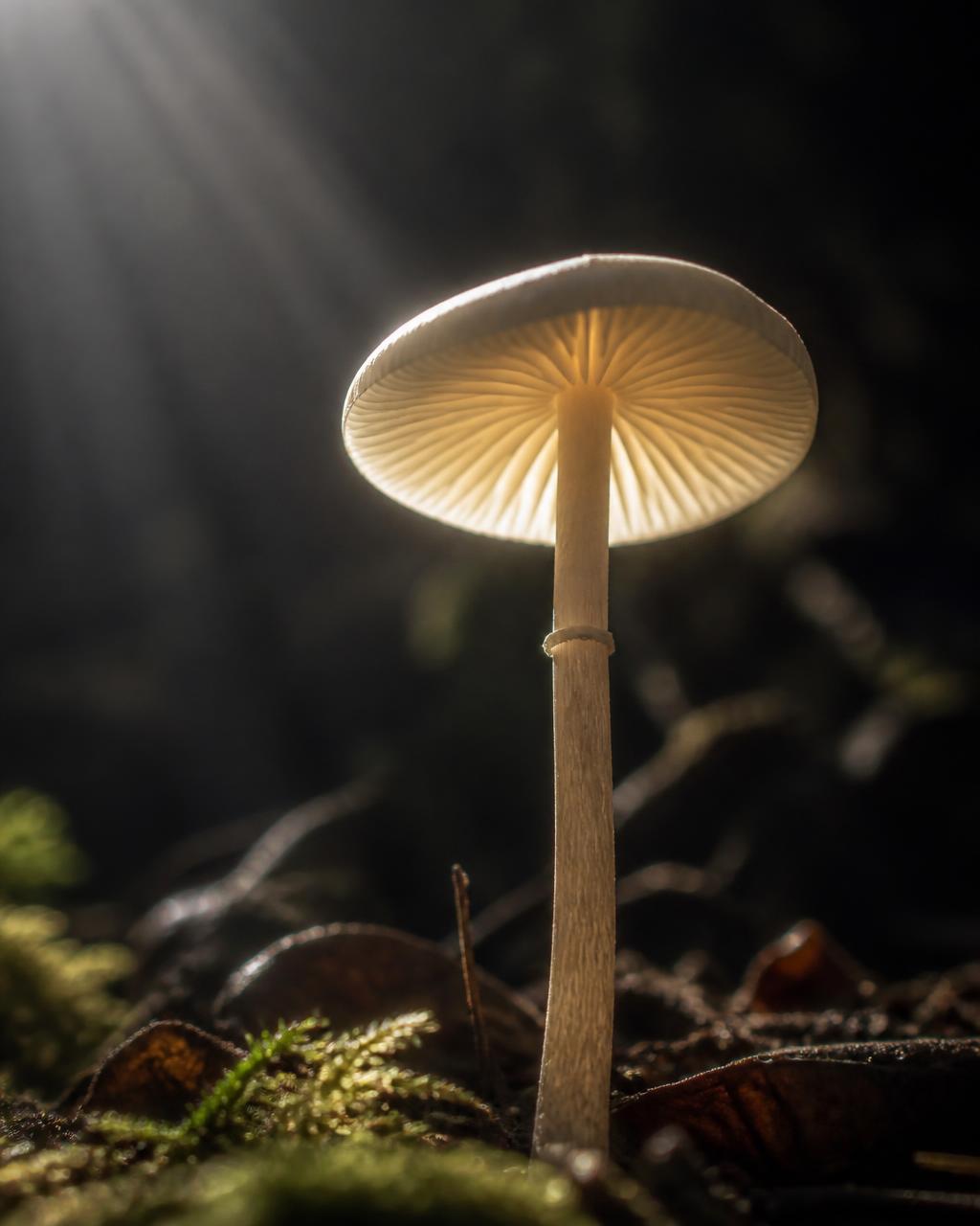 Backlit single mushroom on a forest floor showing delicate gills and slender stem