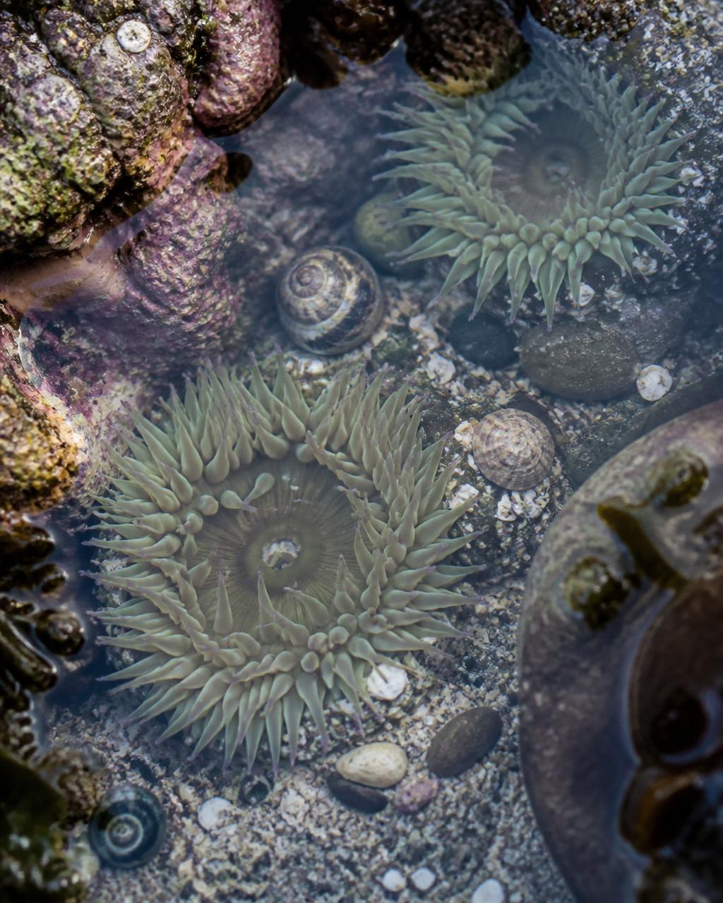 Close-up of a tide pool with sea anemones and small shells in clear water