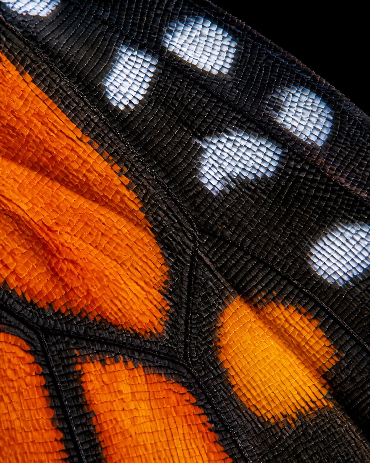 Extreme macro of orange, black and white overlapping butterfly wing scales