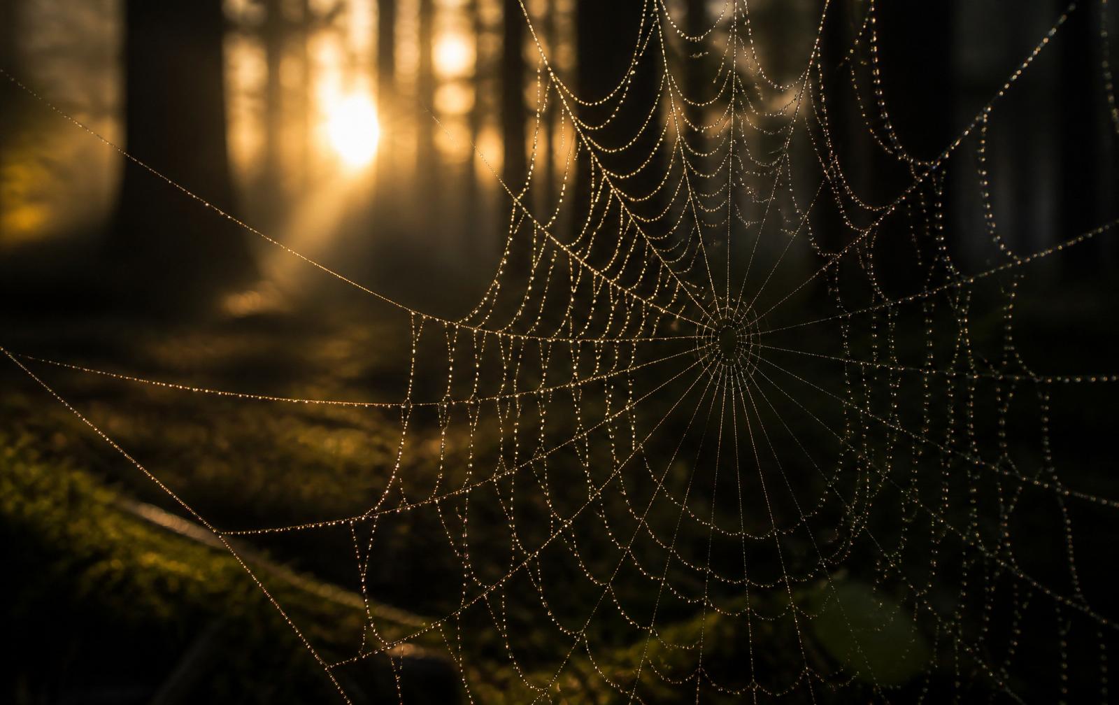 Dew beaded along the radial threads of a spider web, backlit by sunrise in a dark forest